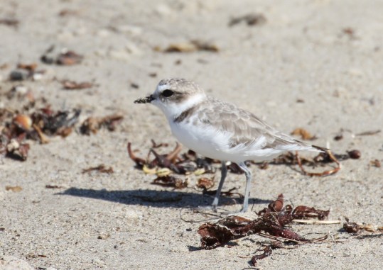 Snowy Plovers feed in the beach wrack (R. Ehler 8/24/14)
