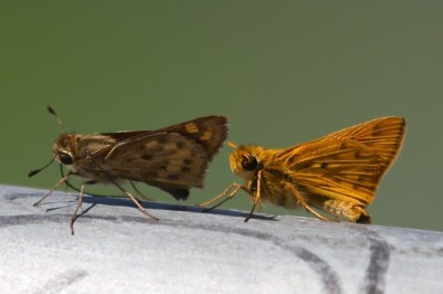 Fiery Skippers female & male  (J. Waterman 9/6/14)