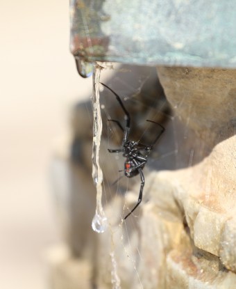 At the corner of the topographical water feature, a Black Widow Spider (R. Ehler 8/24/14)