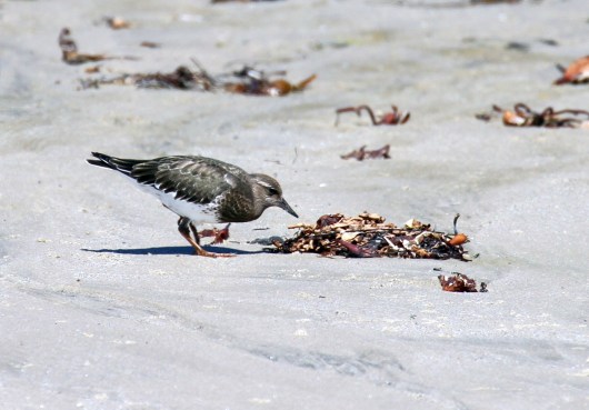 Black Turnstones generally prefer rocky shores (R. Ehler 8/24/14)