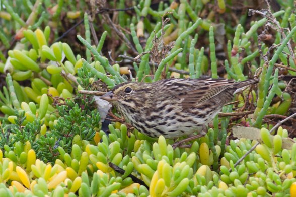 Beldings Savannah Sparrow is always found near pickleweed (Kirsten Wahlquist 10/11/14) 