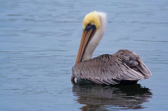 Brown Pelican in winter (basic) plumage (Kirsten Wahlquist 10/11/14) 