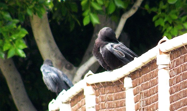 CrowChicks