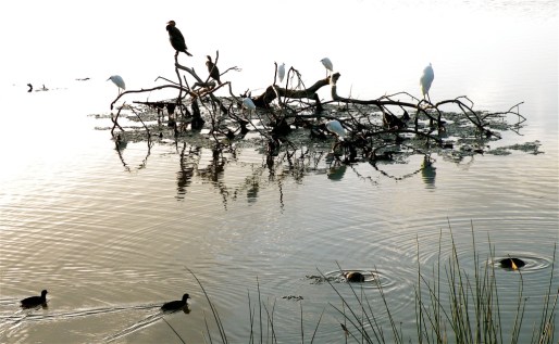 Snag-lovers  (L. Jones 9/28/14)