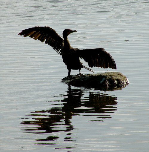Comorant in full stretch (L. Jones, Malibu Lagoon)