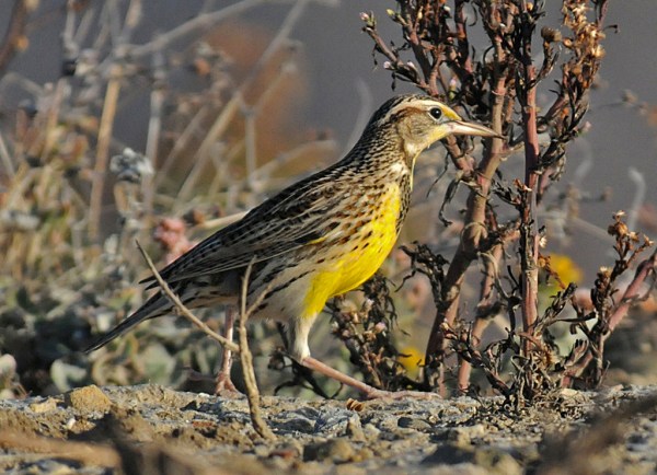 Western Meadowlark (Jim Kenney 10/19/14)