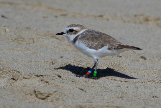 Newbie Snowy Plover Old timer VV:AW fledged summer 2011 at Oceano Beach(J. Waterman 9/28/14)