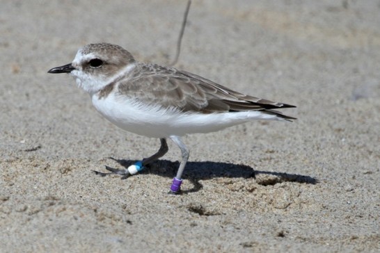 Newbie Snowy Plover VV:AW fledged summer 2014 at Oceano Beach(J. Waterman 9/28/14)