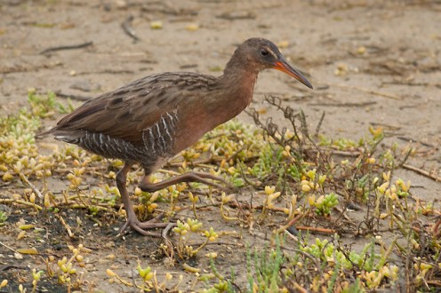 A new species for California - Ridgway's Rail!!! (formerly known as Clapper Rail) (Kirsten Wahlquist 10/11/14) 