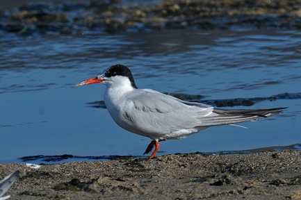 Adult Common Tern in alternate (non-breeding) plumage (Jim Kenney 9/11/14)