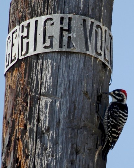 DWP hires professionals to maintain their poles(J. Waterman 9/28/14)