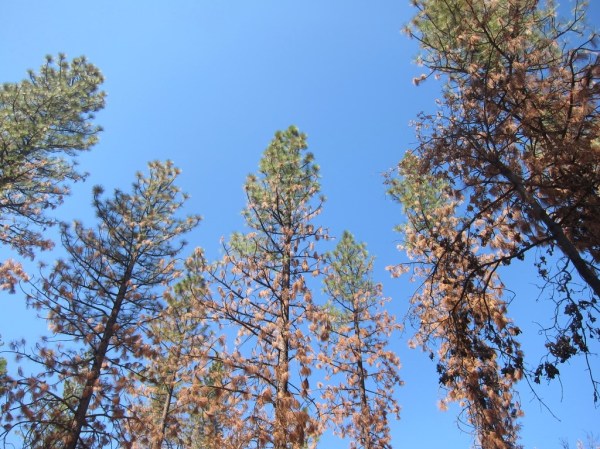 Rim fire photo2 from Sept 2014 site visit