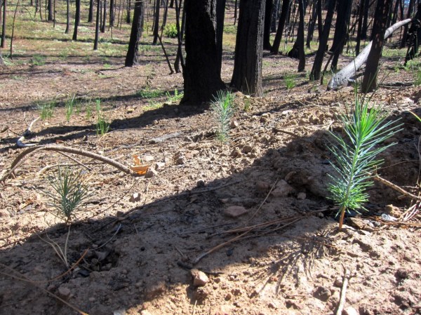 Rim fire photo5 from Sept 2014 site visit