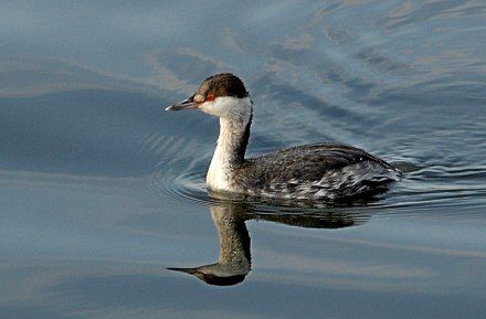 Horned Grebe (J. Kenney 2/19/07, Malibu Lagoon)