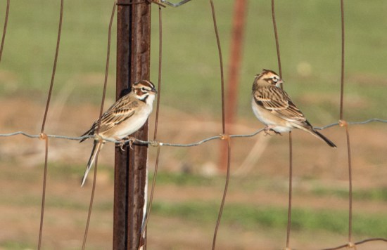 Lark Sparrows (Ray Juncosa 12/20/14)