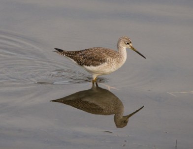 Greater Yellowlegs (Ray Juncosa 12/28/14)