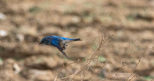 Mountain Bluebird in hot pursuit of an insect (C. Bragg 1/10/15)