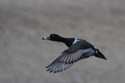 Ring-necked Duck; can you see the ring? (J. Waterman 1/10/15)
