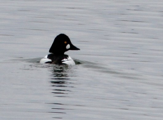 Common Goldeneyes like the California aqueduct (J. Waterman 1/10/15)