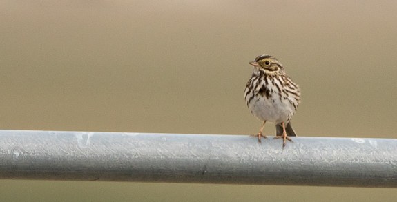 Savannah Sparrow (note yellow lores) on a rolling irrigator (C. Bragg 1/10/15)