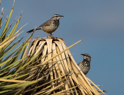 Cactus Wren pair in a Joshua Tree (C. Bragg 1/10/15)