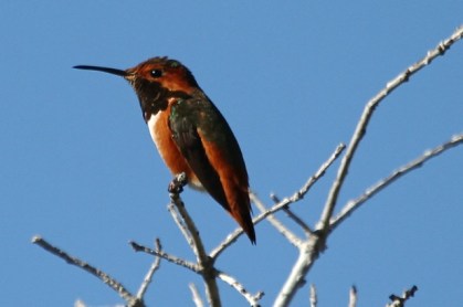 Lots of green on the back of this Allen's Hummingbird(J. Waterman 1/25/15)