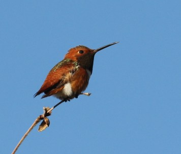 Less green on the back of this Allen's Hummingbird(R. Ehler 1/25/15)