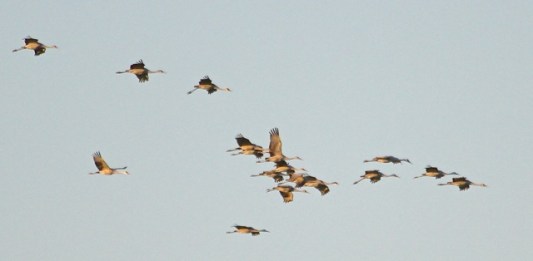Sandhill Cranes (J. Waterman 2/7/15)