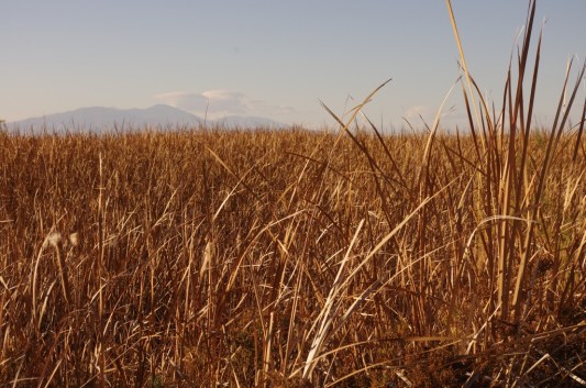 Reeds and mountains (D. Roberts 2/8/15)