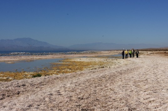 Birders on the shelly beach at Salt Creek (D. Roberts 2/8/15)