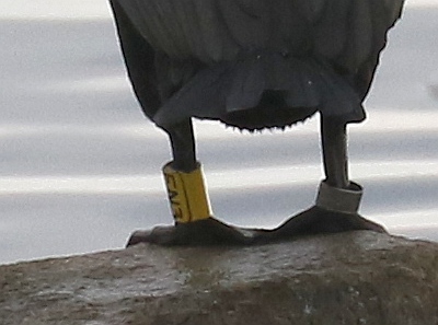 Closeup of rings - EN3 on left leg of DC Cormorant (R.Ehler 2/22/15)