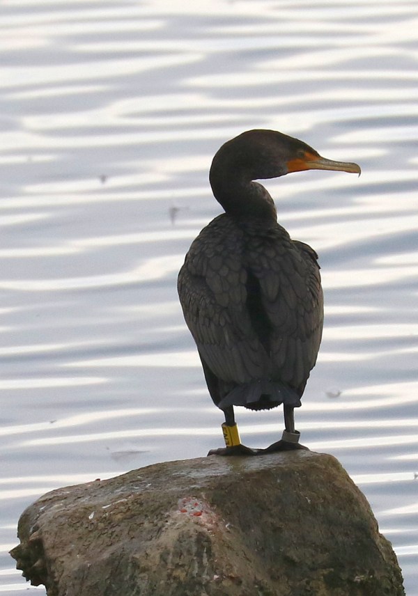 Double-crested Cormorant with rings on legs (R.Ehler 2/22/15)