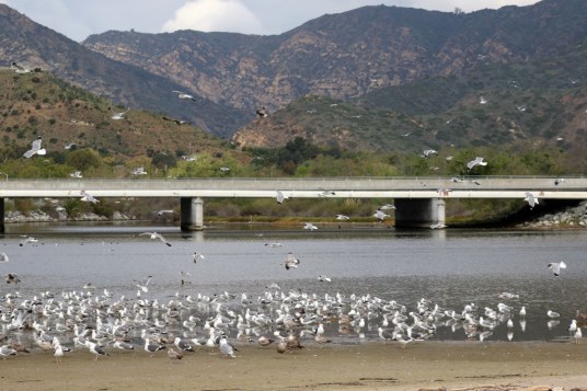 Gull flock with Malibu Canyon in distance (R.Ehler 2/22/15)