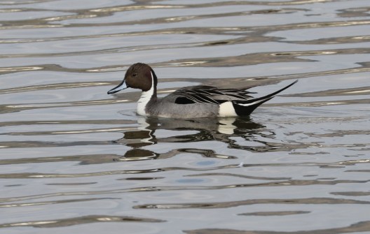 Male Northern Pintail, no longer common at the lagoon (R.Ehler 2/22/15)
