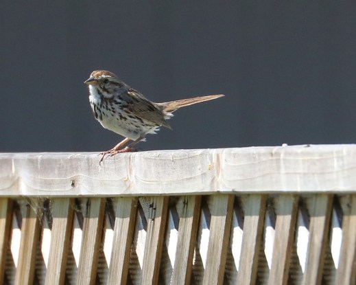 Song Sparrow visits from the Maliby Colony(R.Ehlers 4/26/15)