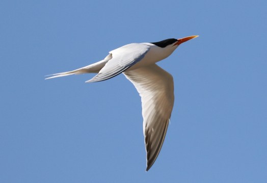 Elegant Tern (R.Ehlers 4/26/15)