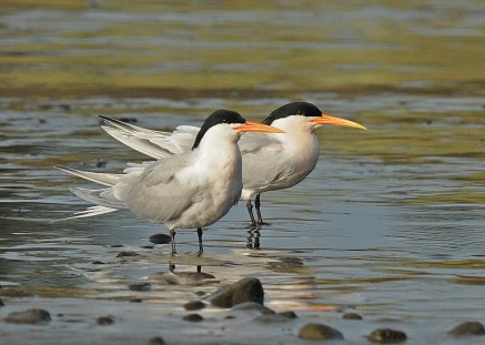 Elegant Tern pair (J. Kenney 4/3/10)