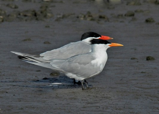 Caspian (rear) & Royal (front) Terns (J. Kenney 4/14/10)