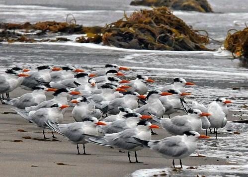Royal Tern flock (J. Kenney 1/20/10)