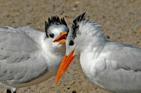 Royal Terns (J. Kenney 11/15/06)