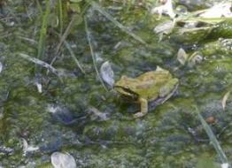 Still life with frog - Keith's lower pond(R.Seidner 4/25/15)