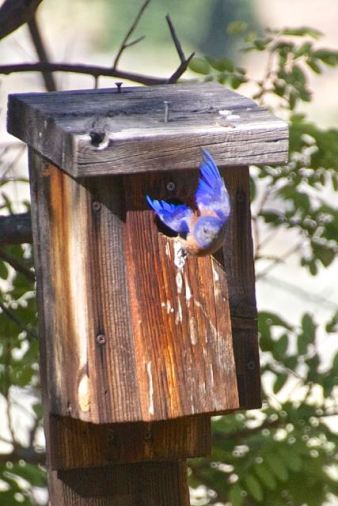 Western Bluebird male off for some more bugs (R.Seidner 4/24/15)