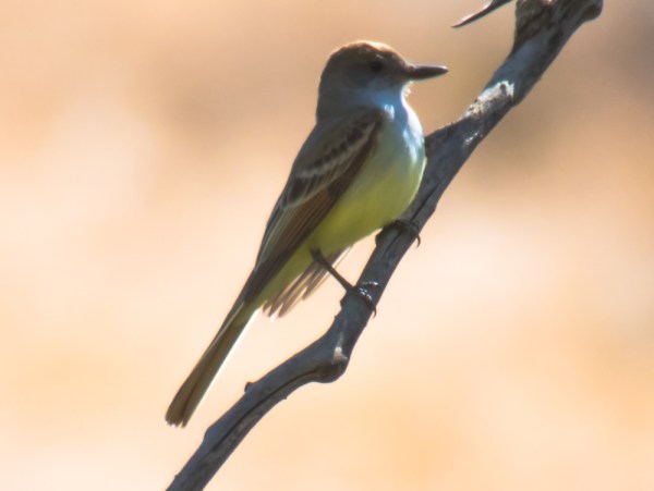 Brown-crested Flycatcher (D. Erwin 5/3/15 Morongo)