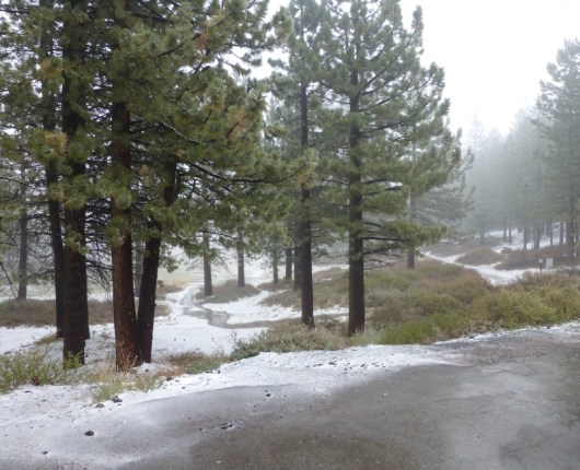 The deepening snow beneath the trees