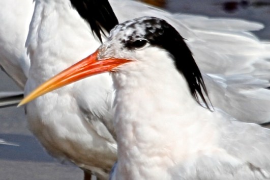 Elegant Tern non-breeding (Joyce Waterman)