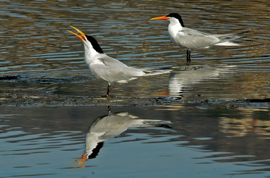 Elegant Terns (Jim Kenney 4/29/15)