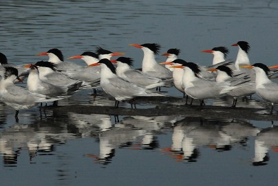 Elegant Terns (Jim Kenney 4/29/15)