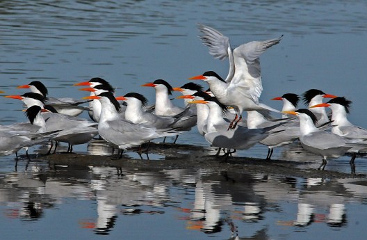 Elegant Terns (Jim Kenney 4/29/15)