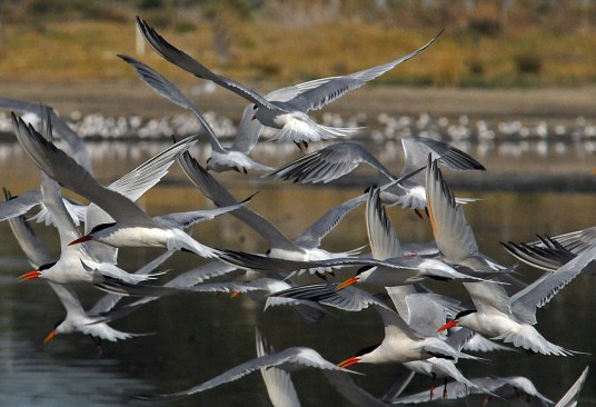 Elegant Terns (Jim Kenney 4/29/15)