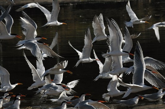 Elegant Terns (Jim Kenney 4/29/15)